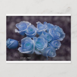 Blue glowing roses against a dark background postcard