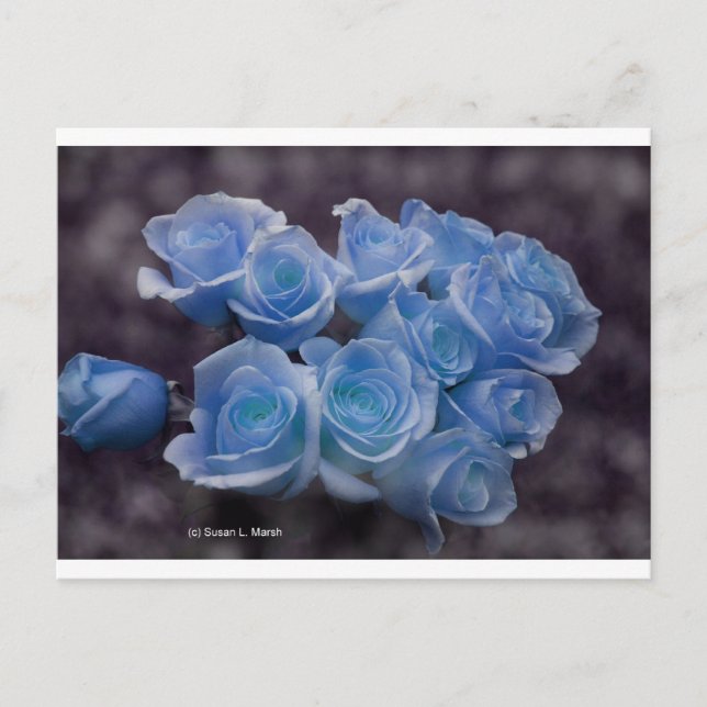 Blue glowing roses against a dark background postcard (Front)