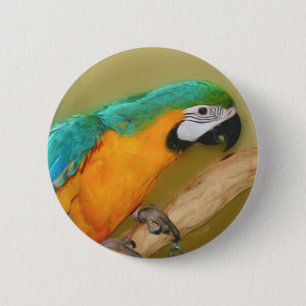 Blue Gold Macaw Parrot Animal Button