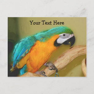 Blue Gold Macaw Parrot Customisable Postcard