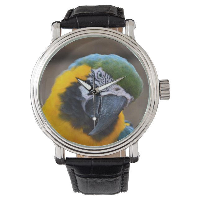 blue gold parrot macaw head tilted watch (Front)
