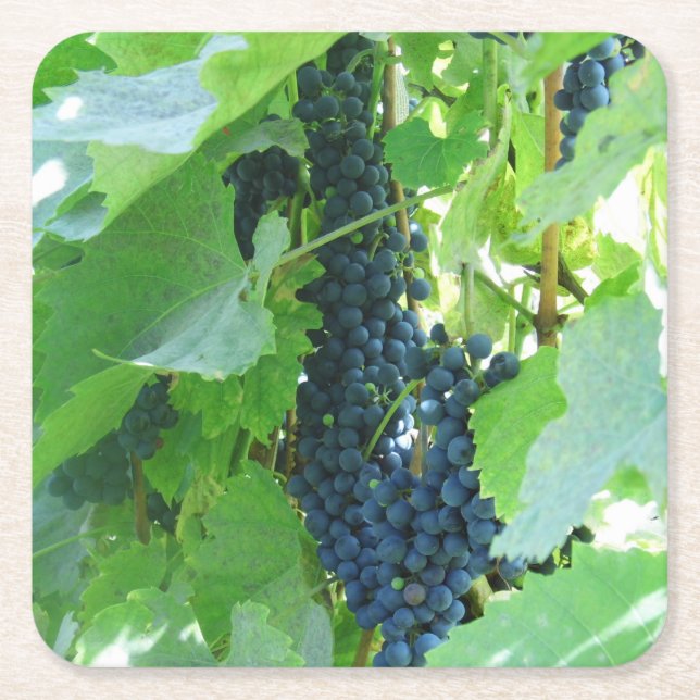 Blue Grapes Square Paper Coaster (Front)