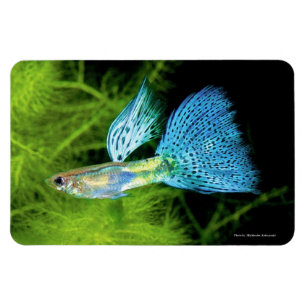 Blue Grass Guppy Magnet
