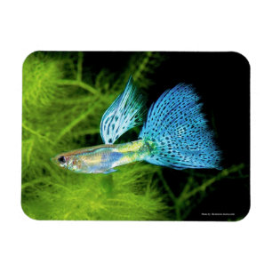 Blue Grass Guppy Magnet