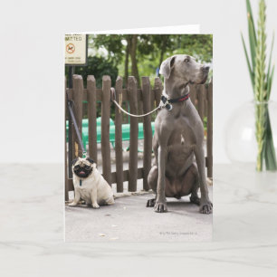 Blue Great Dane and pug dogs on leashes Card