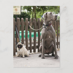 Blue Great Dane and pug dogs on leashes Postcard