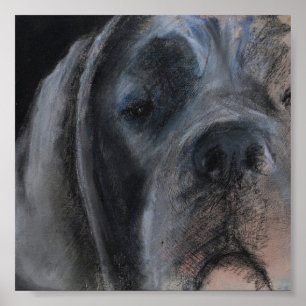 Blue Great Dane Pastel Portrait Poster