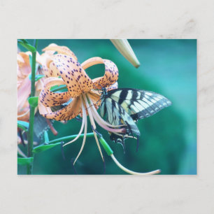 Blue-Green Butterfly Postcard