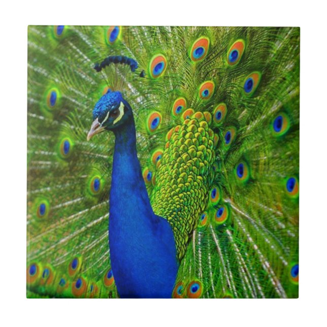 BLUE & GREEN PEACOCK CERAMIC TILE (Front)