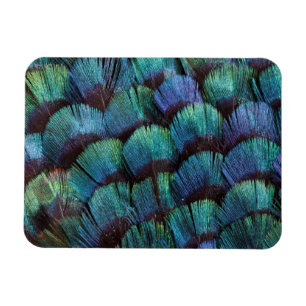 Blue-green pheasant feather design magnet