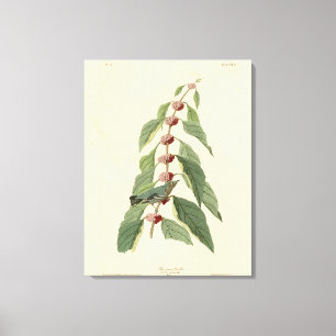 Blue-green Warbler from Audubon's Birds of America Canvas Print