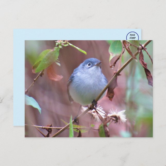 Blue-Grey Gnatcatcher Backyard Bird Postcard (Front/Back)