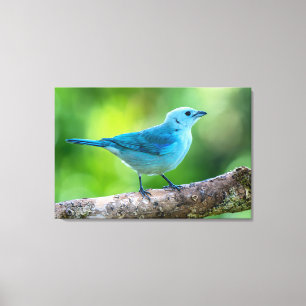 Blue-grey Tanager in Costa Rica Canvas Print