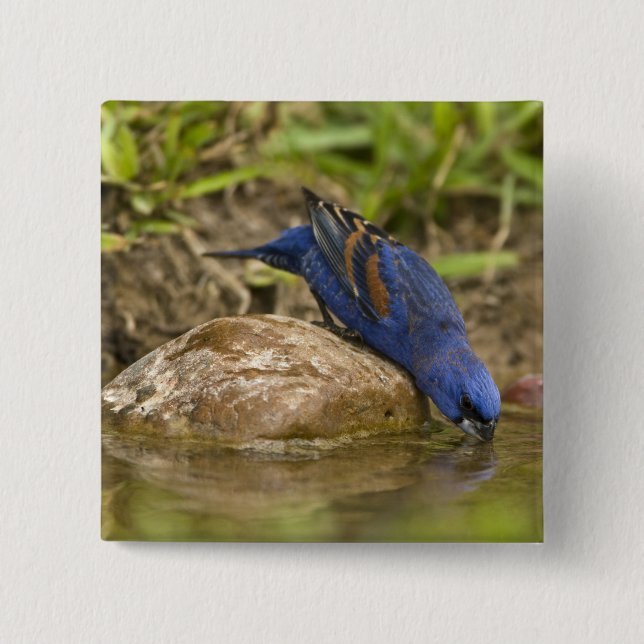 Blue Grosbeak drinking at backyard pond, 15 Cm Square Badge (Front)