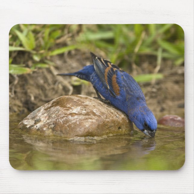 Blue Grosbeak drinking at backyard pond, Mouse Pad (Front)