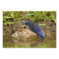 Blue Grosbeak drinking at backyard pond,