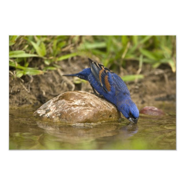 Blue Grosbeak drinking at backyard pond, Photo Print (Front)