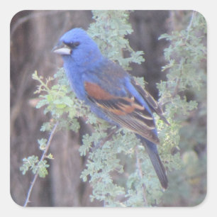 Blue Grosbeak Square Sticker
