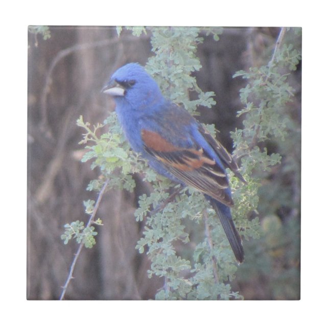 Blue Grosbeak Tile (Front)