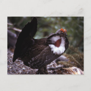 Blue Grouse Wildlife Series # 1 Postcard