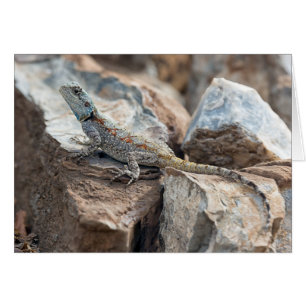 Blue headed Agama