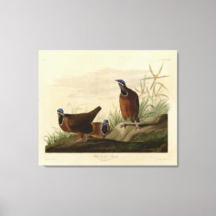 Blue-headed Pigeon from Audubon's Birds of America Canvas Print