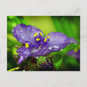 Blue heaven postcard