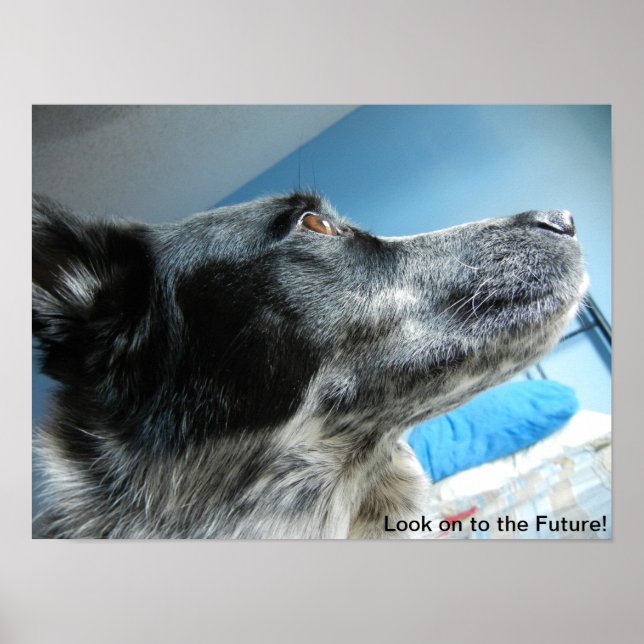 Blue Heeler Poster (Front)