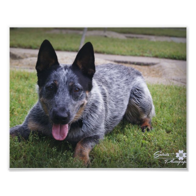 Blue Heeler Print 1 (Front)
