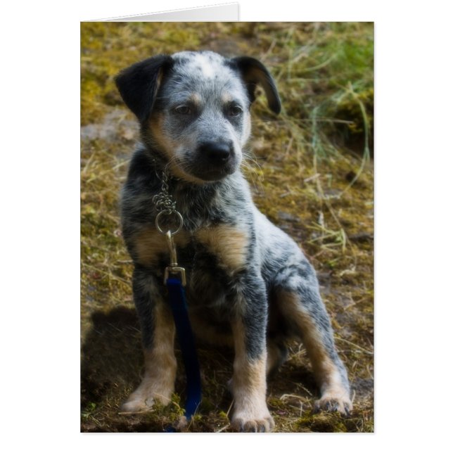 Blue Heeler Puppy (Front)