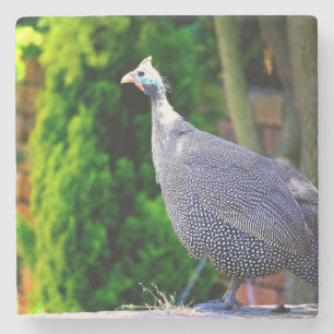 Blue Helmeted Guinea Fowl standing in the sun Stone Coaster