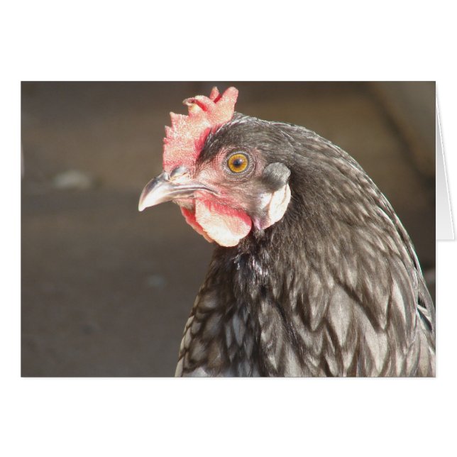 Blue Hen (Front Horizontal)