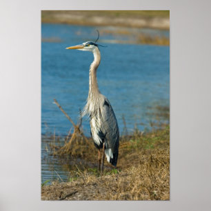 Blue Heron at Pond Print