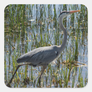 Blue Heron Bird Florida Wetlands Photograph Square Sticker