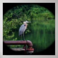 Blue Heron Bird Posing Nature Orton Art