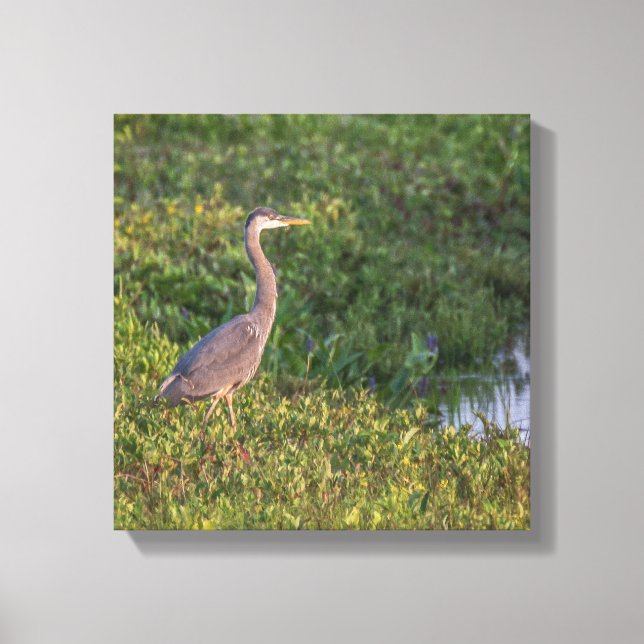 Blue Heron Canvas Print (Front)