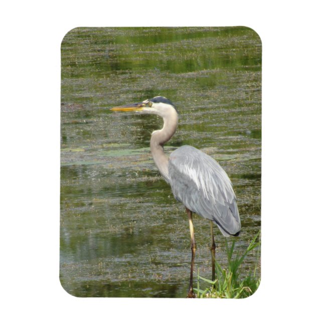 Blue Heron Flexible Photo Magnet (Vertical)