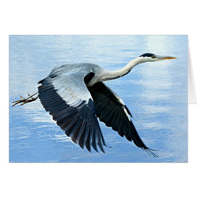 Blue Heron in Flight Over Water (Front Horizontal)
