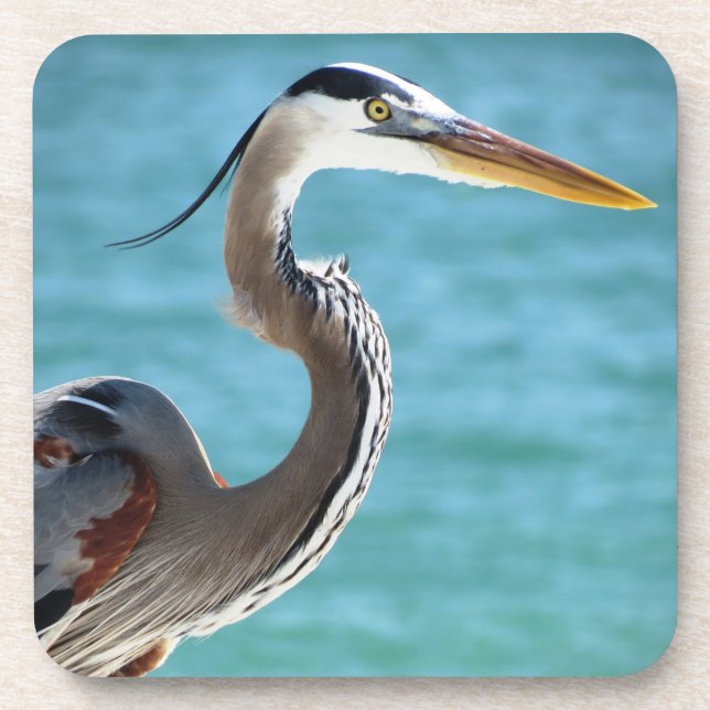 Blue Heron in Florida Coaster (Front)