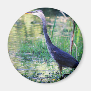 Blue Heron In Pond Magnet