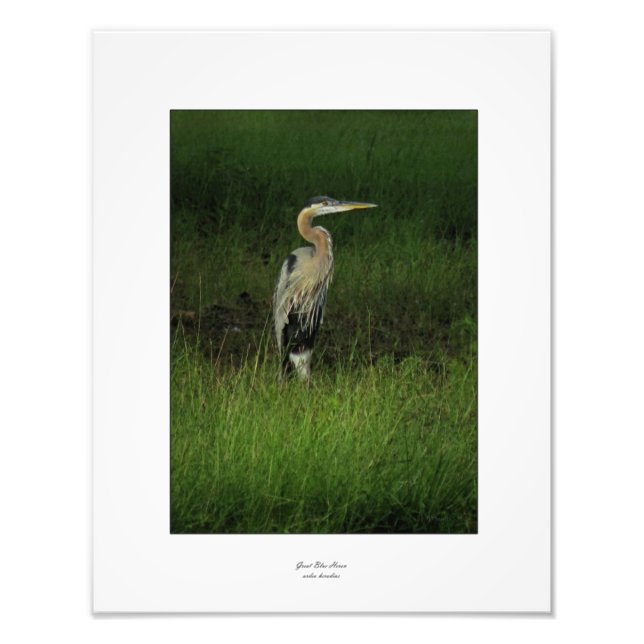 Blue Heron in Shaded Grass Photo Print (Front)