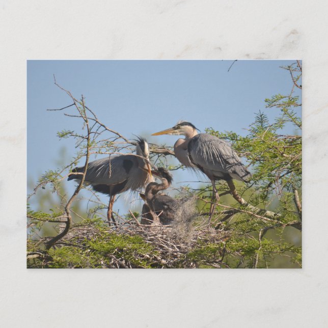 Blue Heron Nest Photo Postcard (Front)
