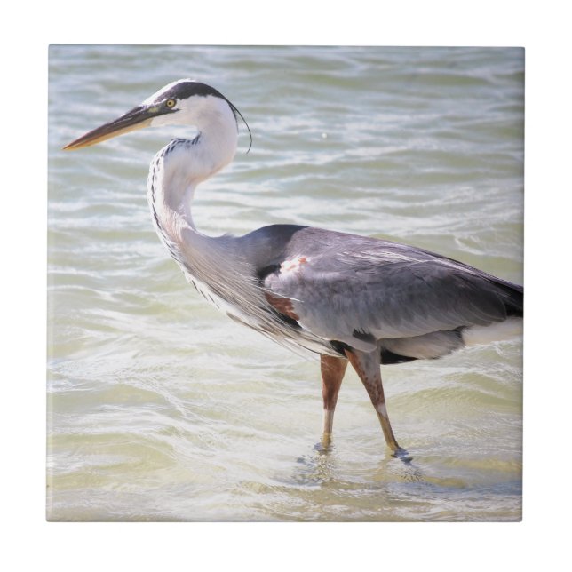 Blue Heron on Lovers Key Tile (Front)