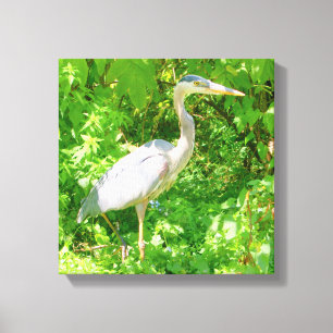 Blue heron, pond edge, pretty wild bird, nature canvas print