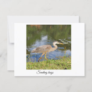 Blue heron postcard