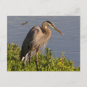 Blue Heron Postcard