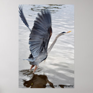Blue Heron Poster
