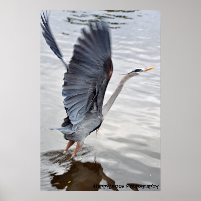 Blue Heron Poster (Front)