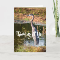 Blue Heron Thinking of You