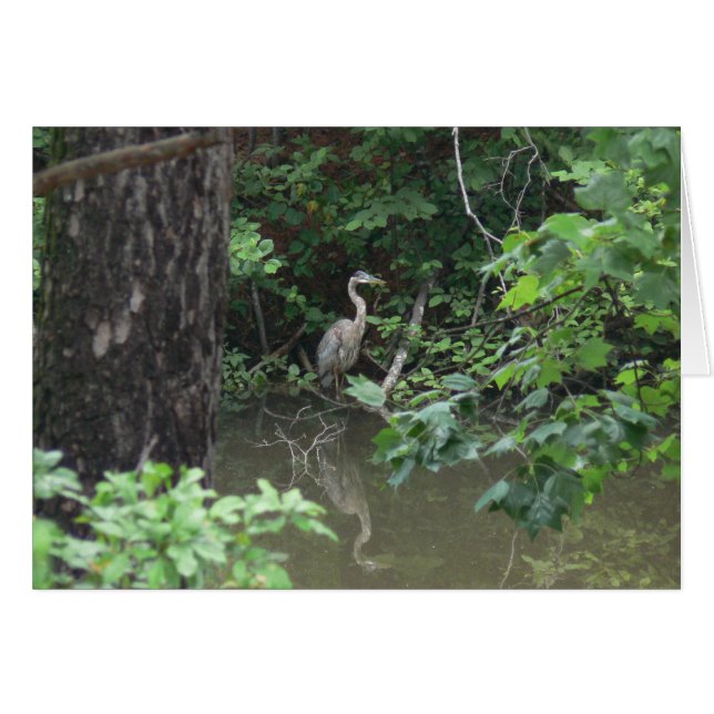 Blue Heron with Reflection on Water (Front Horizontal)